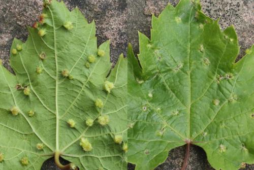 Daktulosphaira vitifoliae